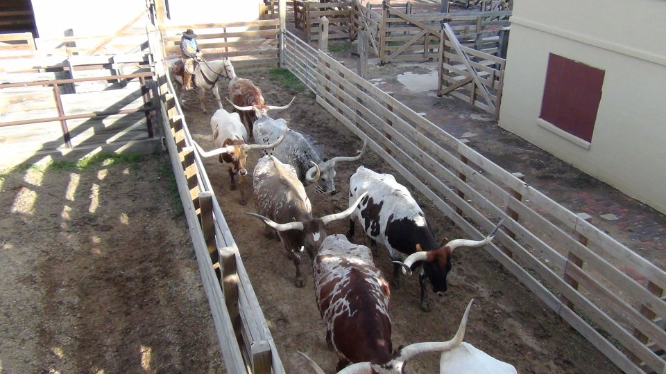 From Dallas: Fort Worth Guided Day Tour - Cattle Drive and Stockyard