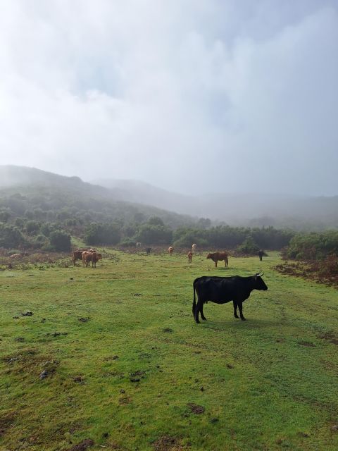 From Funchal: Private Full Day West Tour - Local Picnic