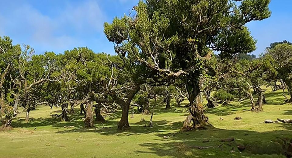 From Funchal: West Madeira Waterfalls and Fanal Forest Tour - Included in the Tour