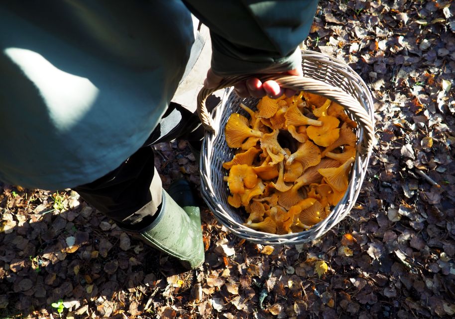 From Helsinki: Mushroom Hunting Tour in a National Park - Preparing Wild Finds