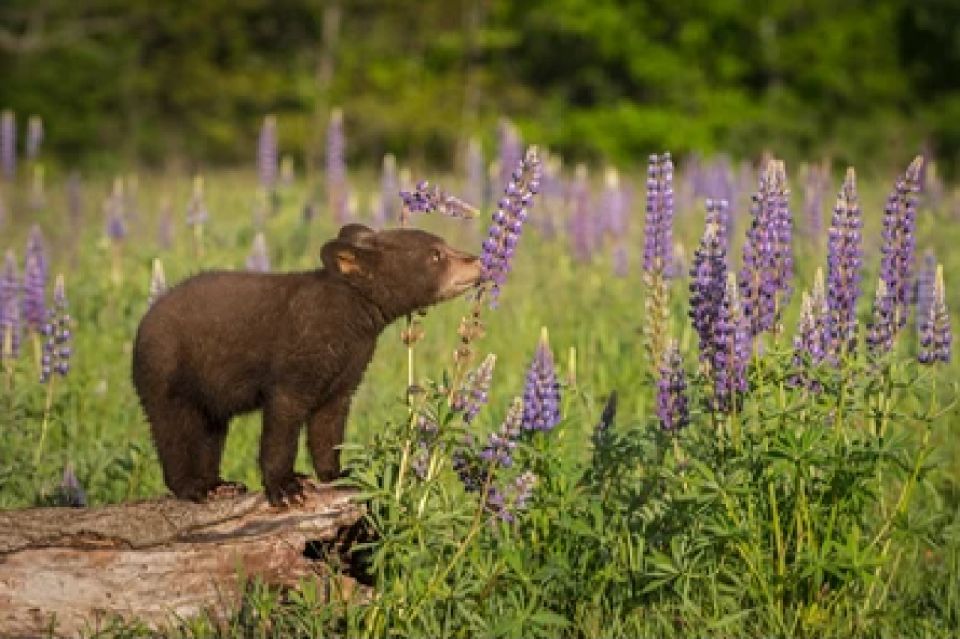 From Jackson: 2-Day Grand Teton and Yellowstone Tour - Wildlife Viewing