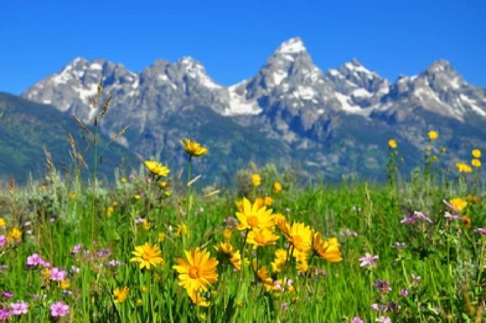 From Jackson: Grand Teton Wildlife & Scenery Tour With Lunch - Booking and Cancellation