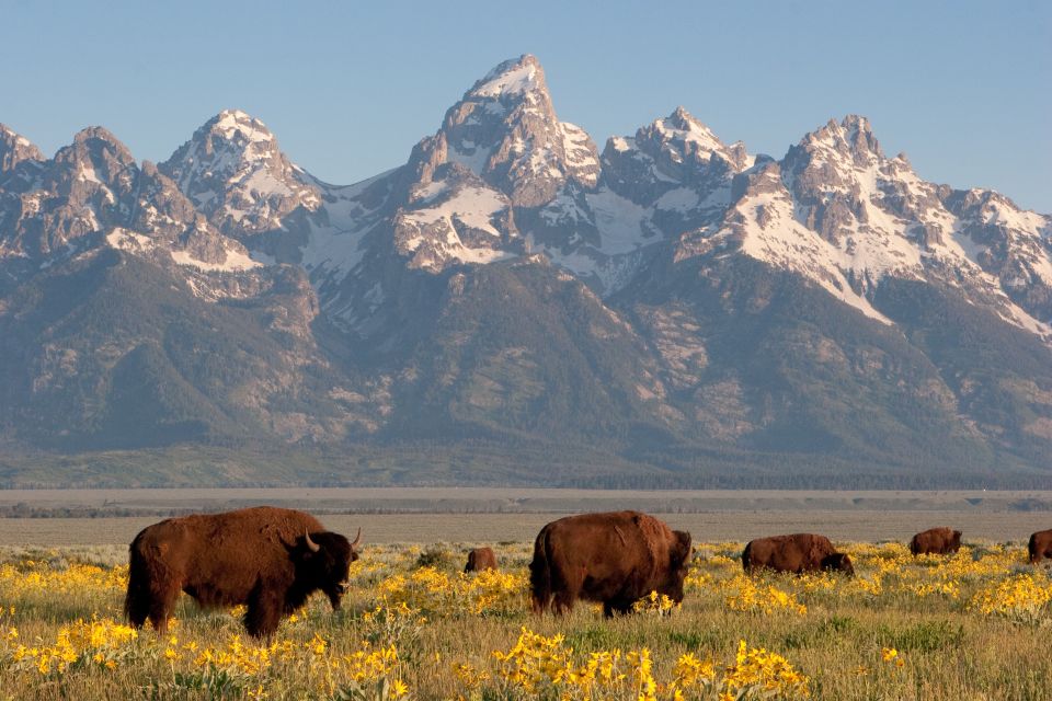 From Jackson Hole: Half-Day Grand Teton Wildlife Tour - Inclusions and Amenities