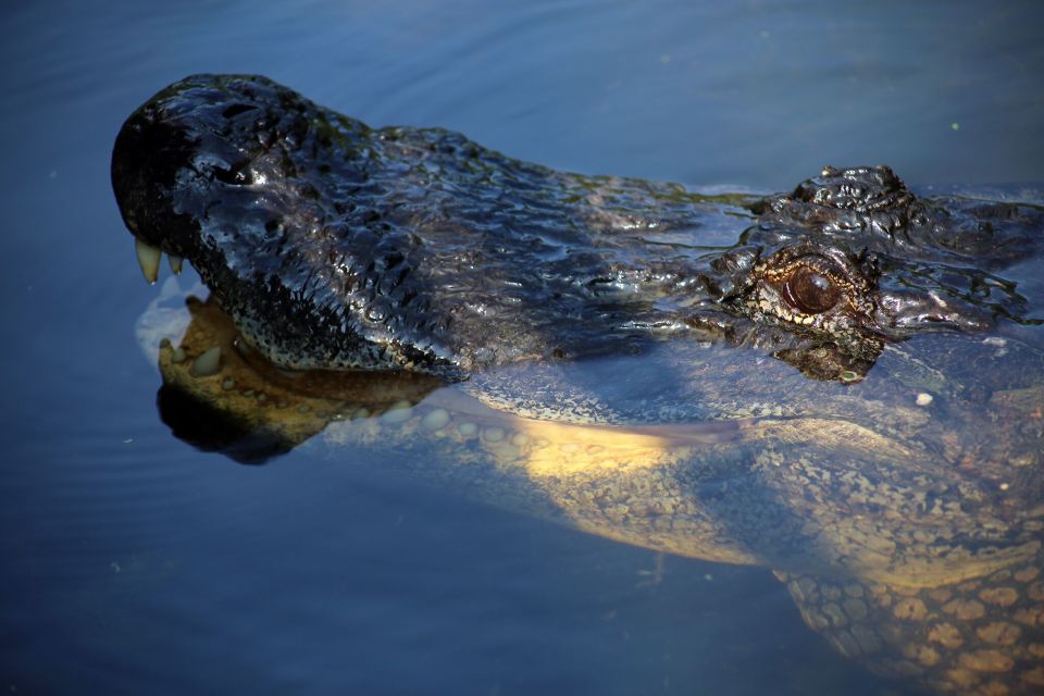 From Lafitte: Swamp Tours South of New Orleans by Airboat - Captains and Guides