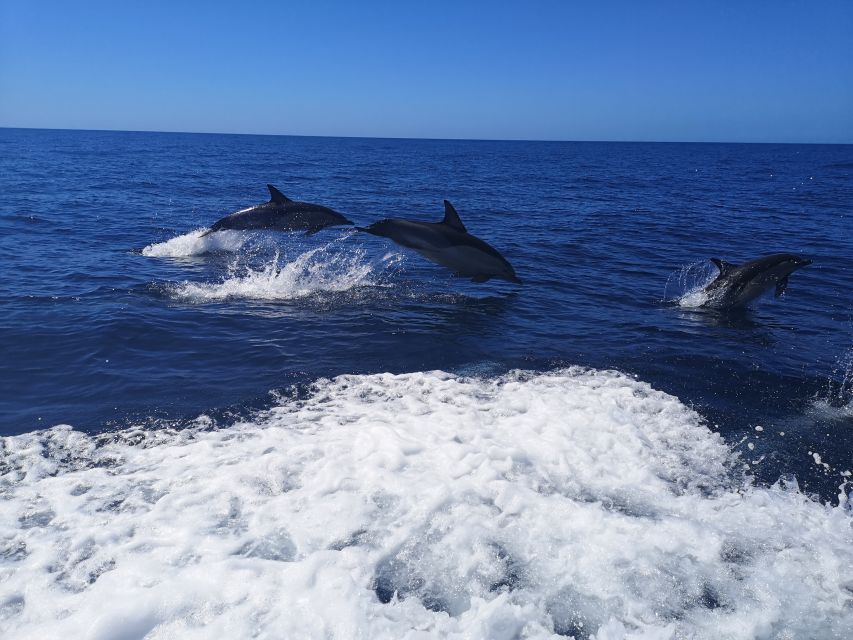 From Lagos: Dolphin Watching Boat Trip - Preparing for the Trip