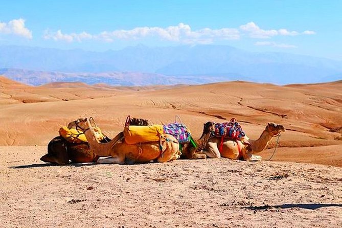 From Marrakech: Desert & Atlas Mountains Day Trip With Camel Ride - Bottled Water and Coffee/Tea Included