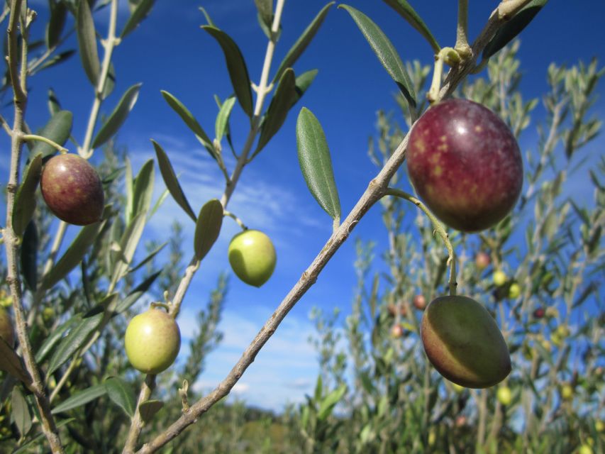 From Montpellier: Wine and Olive Tour - Tasting Olive Products