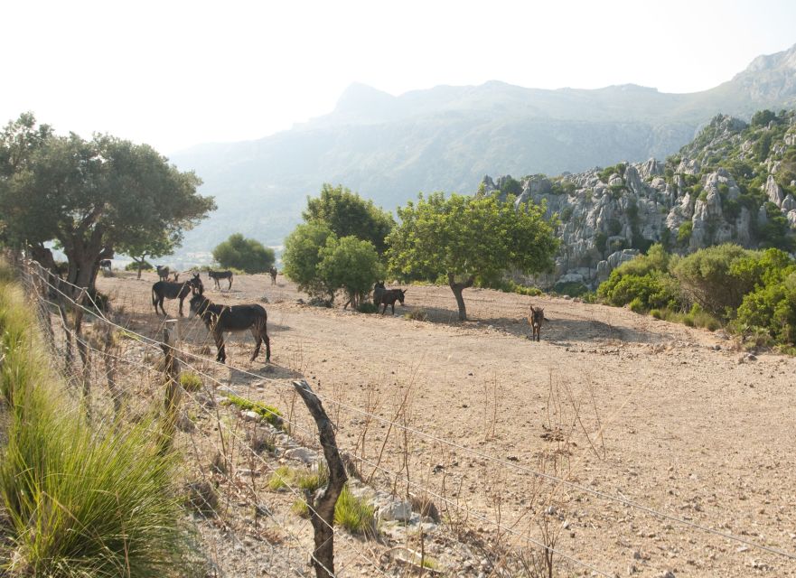 From Palma: Serra Tramuntana and Lluc Monastery Guided Tour - Scenic Views