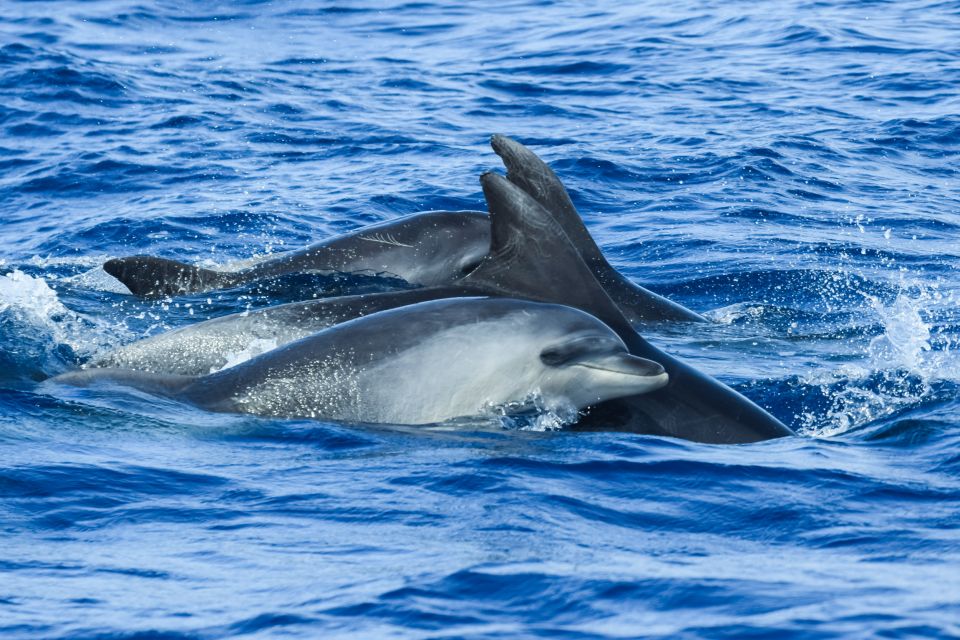 From Ponta Delgada: Whale and Dolphin Watching Trip - Whale and Dolphin Sightings