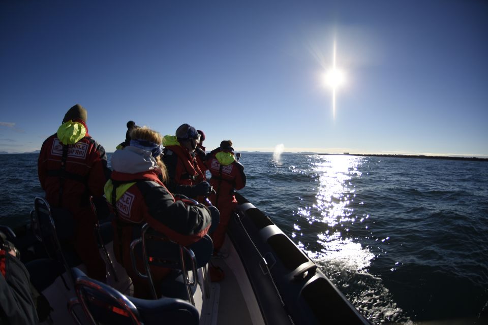 From Reykjavik: Whale and Puffin Watching RIB Boat Tour - Highlights