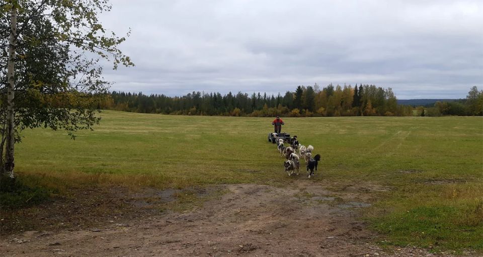 From Rovaniemi: Autumn Husky Safari Adventure - Husky Team Rides