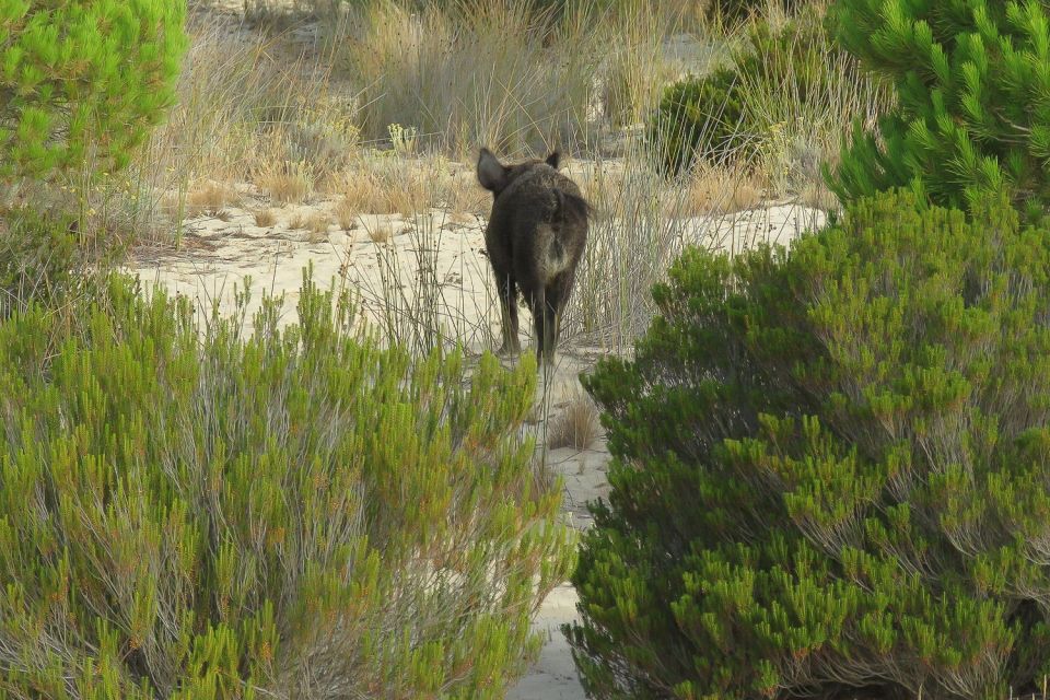 From Seville: Doñana National Park 4x4 Tour - Wildlife and Nature