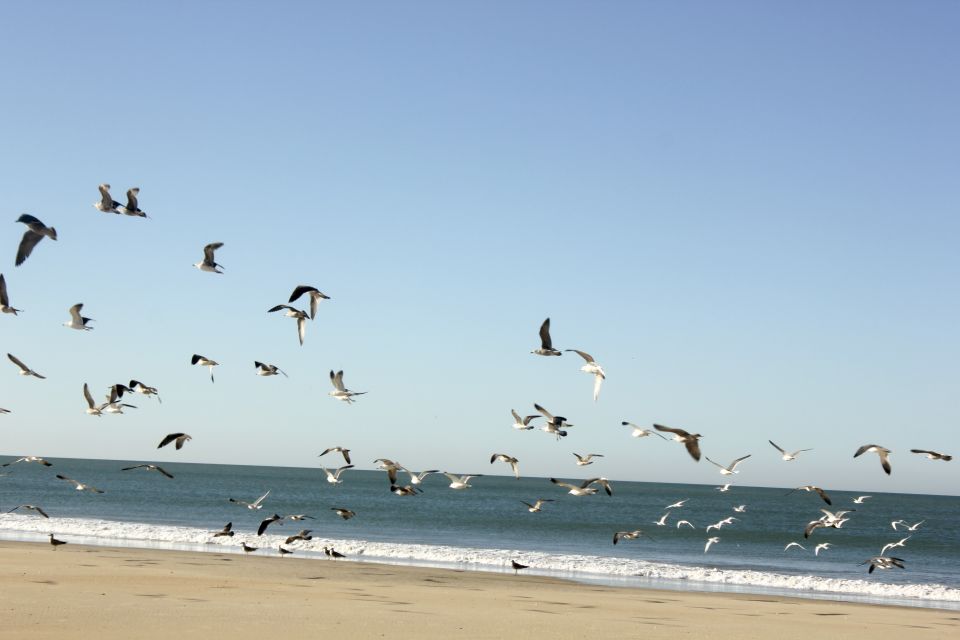 From Seville: Doñana Natural Park, El Rocío and Matalascañas - UNESCO World Heritage Site