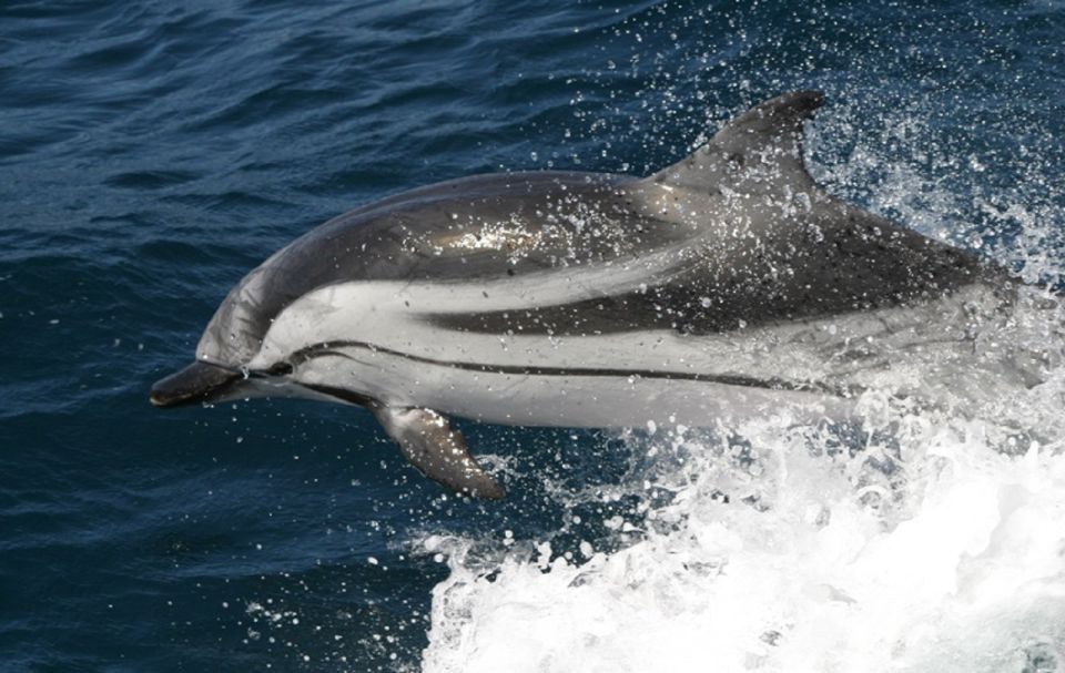 From Seville: Gibraltar Dolphins Watching Day Trip - Inclusions and Exclusions