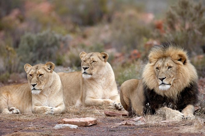 Full Day Big 5 Aquila Safari Private Transfers Including Park Fee From Cape Town - Safari Wildlife Viewing