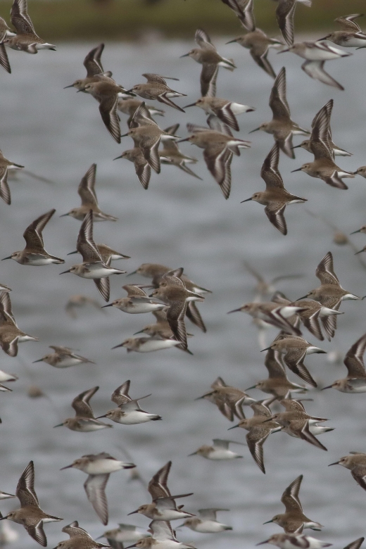 Full Day Birding - Directions to the Site