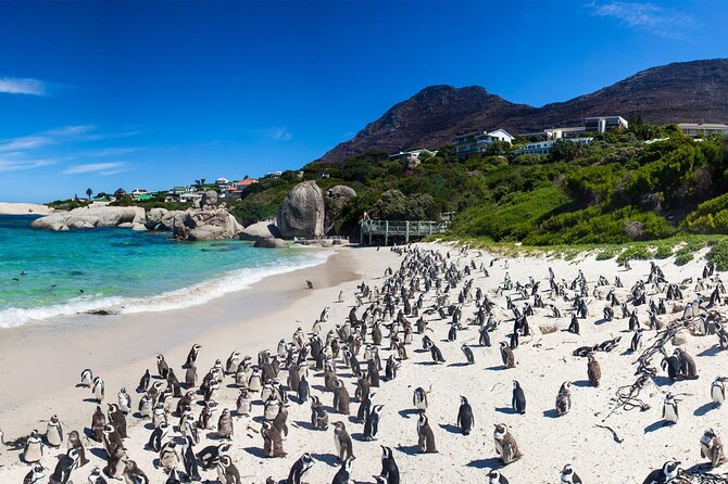 Full Day Cape Peninsula Tour - Highlights of the Tour