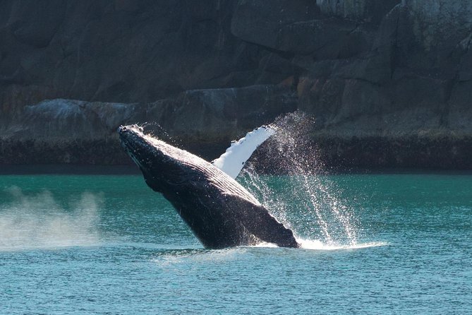 Full-Day Kenai Fjords National Park Cruise - Onboard Amenities and Facilities