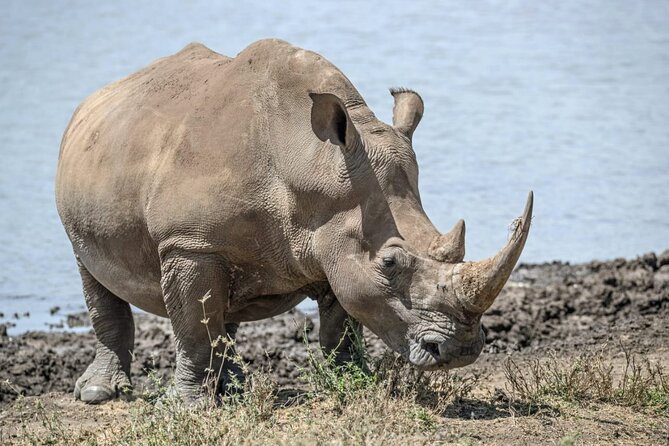 Full Day Safari Tour of Pilanesberg National Park, Open Jeep Experience - Tour Limitations