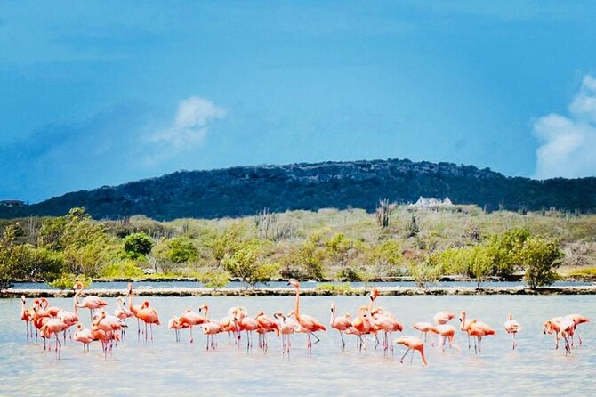 Full Day Tour Curacao West Coast Boka Tabla Flamingos and Beaches - Physical Fitness Requirement