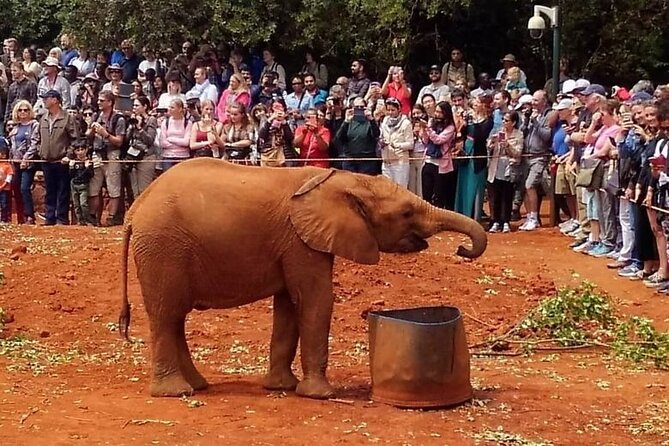 Full Day Tour of Karen Blixen Giraffe Center With Optional Museum - Cancellation Policy