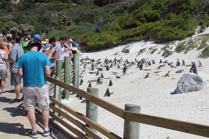 Full-Day Tour to Cape Point and Cape of Good Hope - What to Expect on the Tour