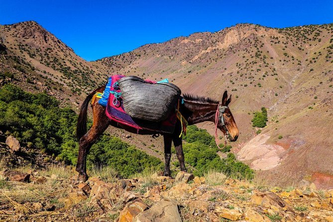 Full Day Trek to High Atlas Mountains (GOOD LEVEL OF FITNESS REQUIRED) - Booking Confirmation