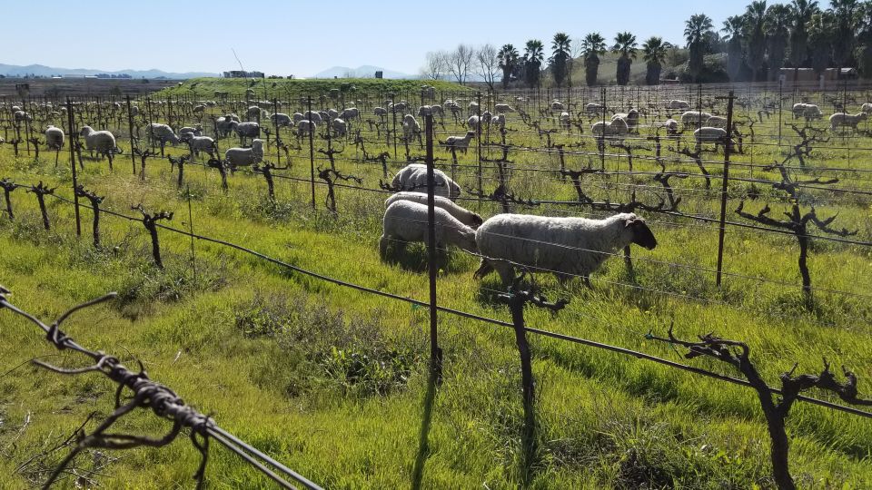 Full-Day Wine Tour to Napa & Sonoma 3 Tastings Included - Booking Information