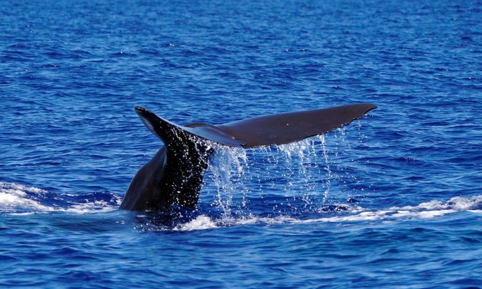 Funchal: Dolphin and Whale Watching Cruise - Tour Availability and Booking