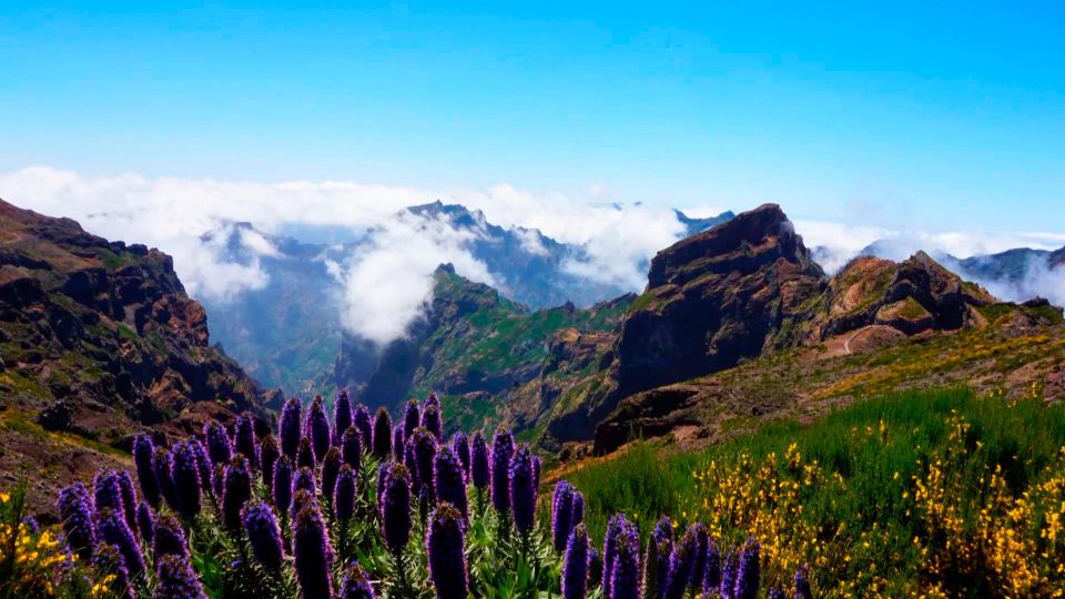 Funchal: Pico Arieiro, Christ the King, and Dolphin Watching - Dolphin Watching on a Catamaran