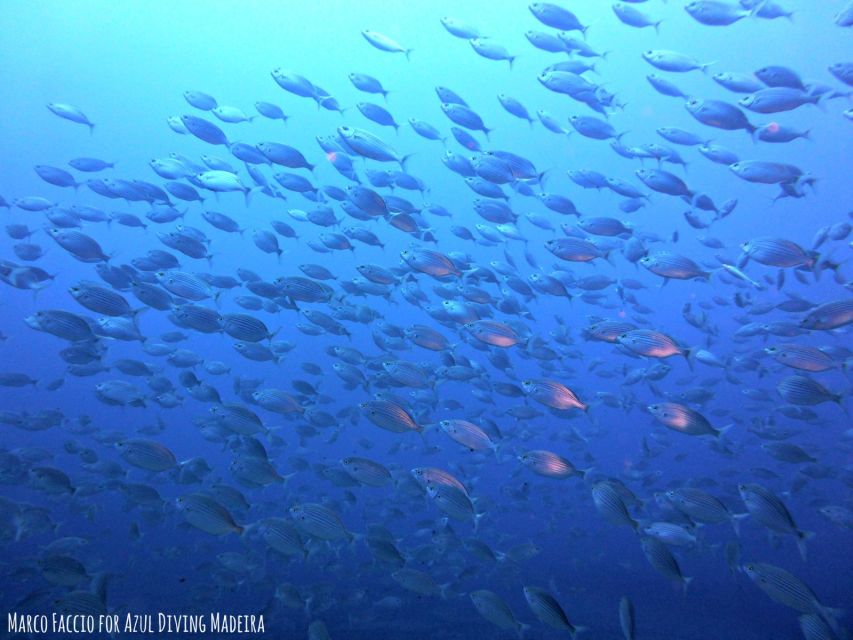 Funchal: Scuba Diving Experience for Beginners - Certification Received