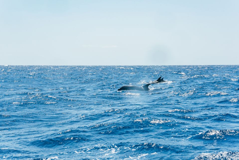 Funchal: Whale and Dolphin Watching Speed Boat Tour - Activity Description