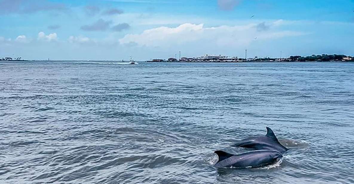 Galveston: Dolphin-Watching Cruise - Dolphin Watching Cruise