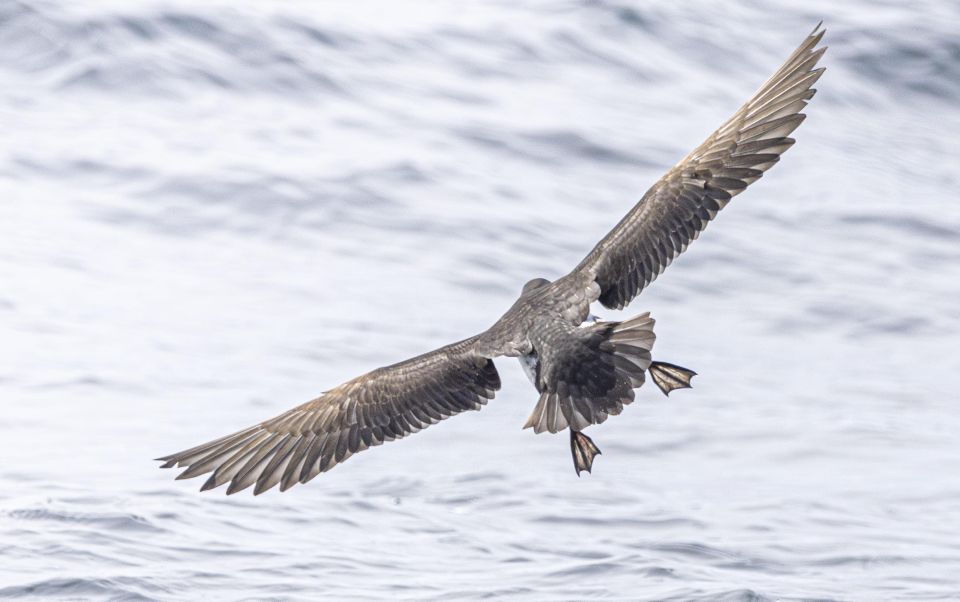 Godrevy to Hells Mouth Boat Trip - Duration and Cost