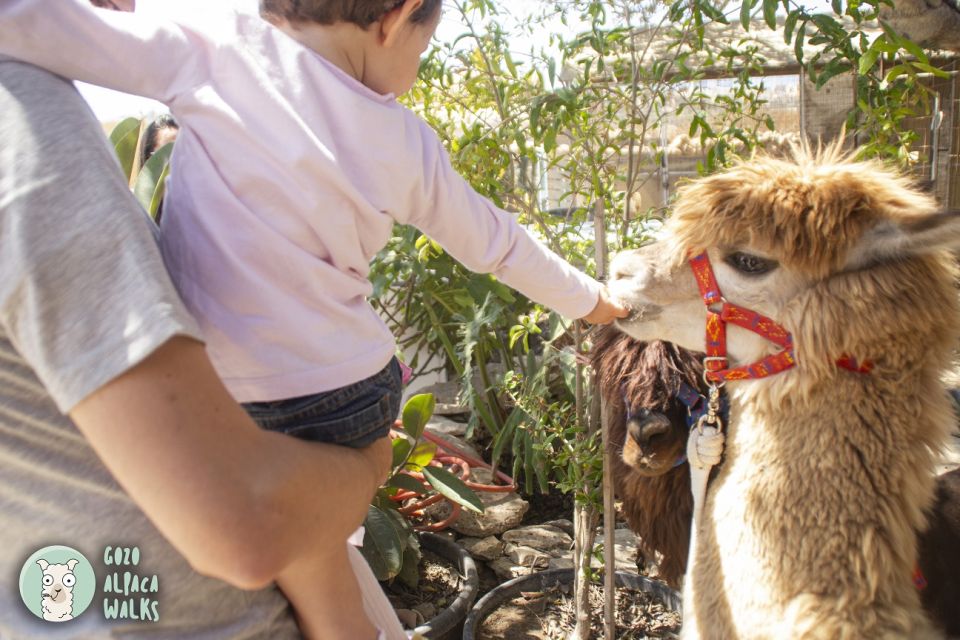 Gozo Alpaca Walks : With Feeding and Farm Visit - Meeting the Alpacas