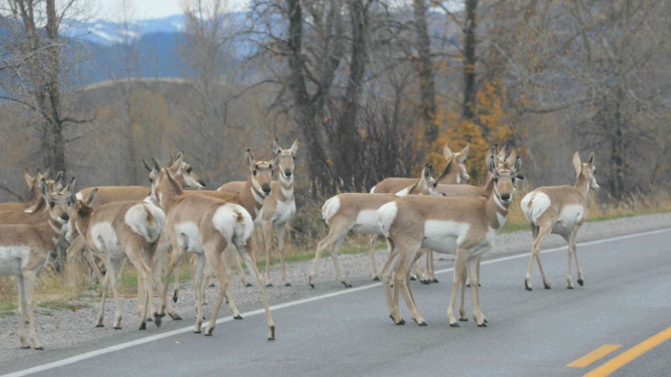 Grand Teton National Park: Full-Day Tour With Boat Ride - Boat Ride on Jenny Lake