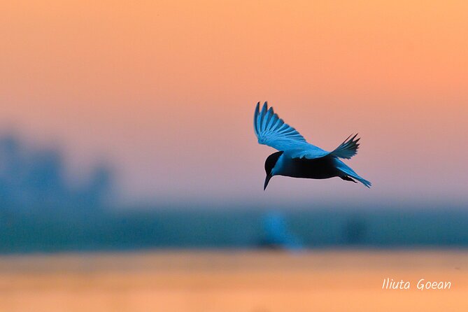 Guided Birdwatching Day Trip to the Danube Delta - Private Program - Private Tour and Participation