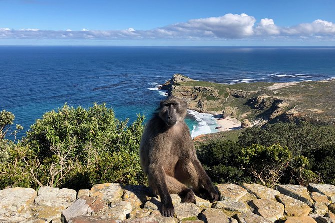 Guided Day Tour to Cape Point, Penguins and Wine Tasting - Constantia Valley Wine Tasting