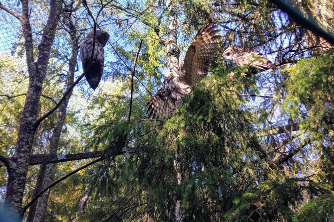 Guided Ranua Wildlife Park Tour, Small Group Adventure, Lunch Included - Transportation and Accessibility