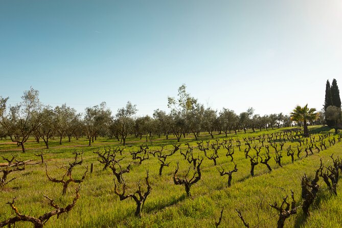 Guided Tour and Olive Oil Tasting in Mallorca - Olive Oil Tasting