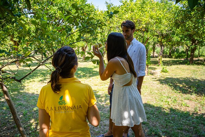 Guided Tour of a Historic Lemon Grove in Sorrento - Tasting of Lemon Products