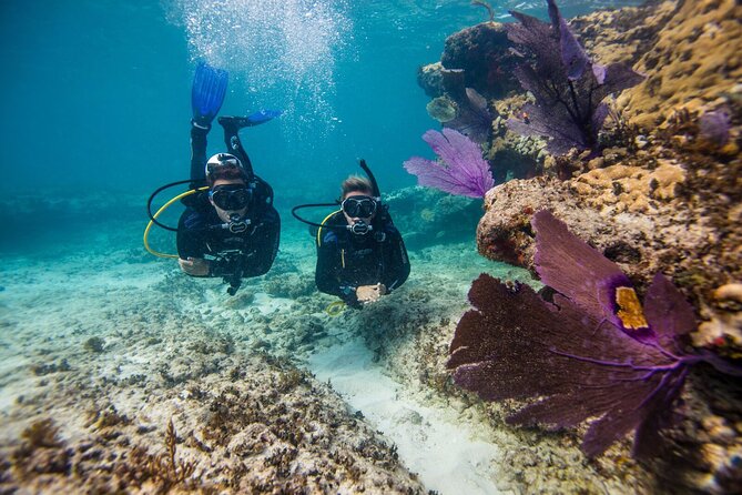 Half-Day Aruba Intro Diving Course for Beginners - What to Expect on the Dive