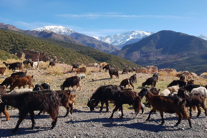 Half-Day Atlas Mountains Tour From Marrakech - Important Information