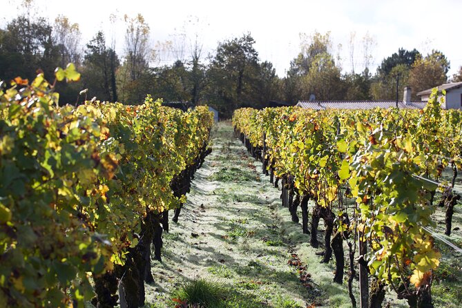 Half-Day Guided Wine Tasting Tour in Bordeaux Vineyards - End Point and Duration