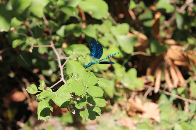 Half-Day River Trekking Stenosia From Kalamata - What to Bring