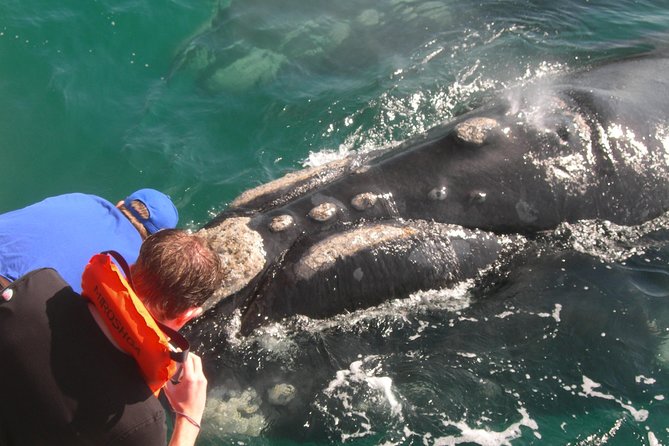 Hermanus Whale Watching Shared Boat Trip and Private Wine Tour From Cape Town - Tour Logistics and Inclusions