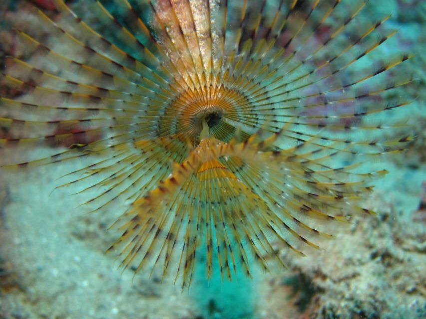 Hersonissos, Stalida: Beginner Scuba Diving Experience - Scuba Diving Destination: Hersonissos, Stalida