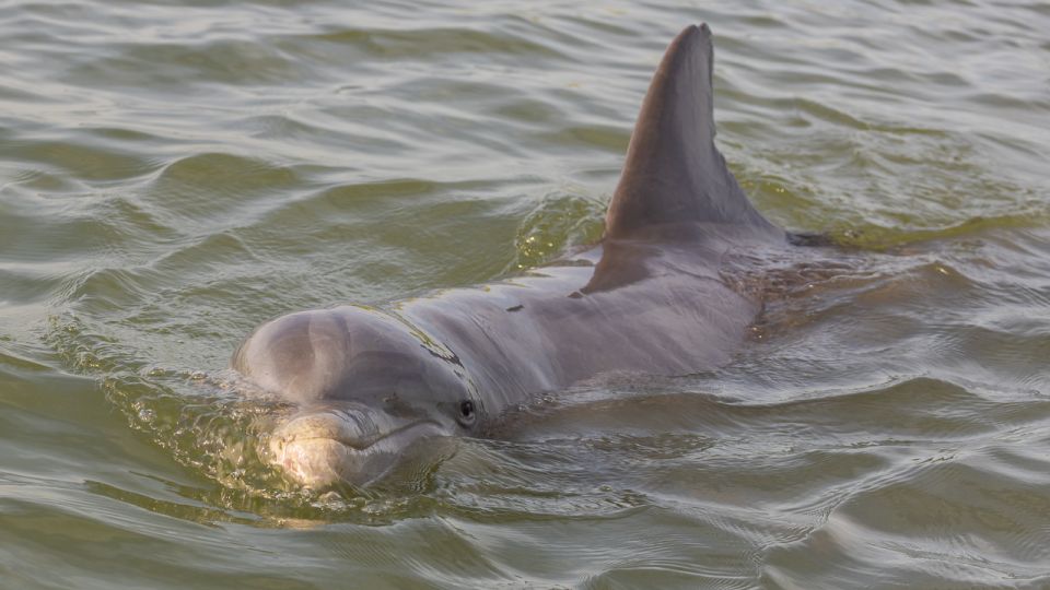 Hilton Head: 2 Hour Large Group Tour (7-20 People) - Weather-related Decisions by Captains