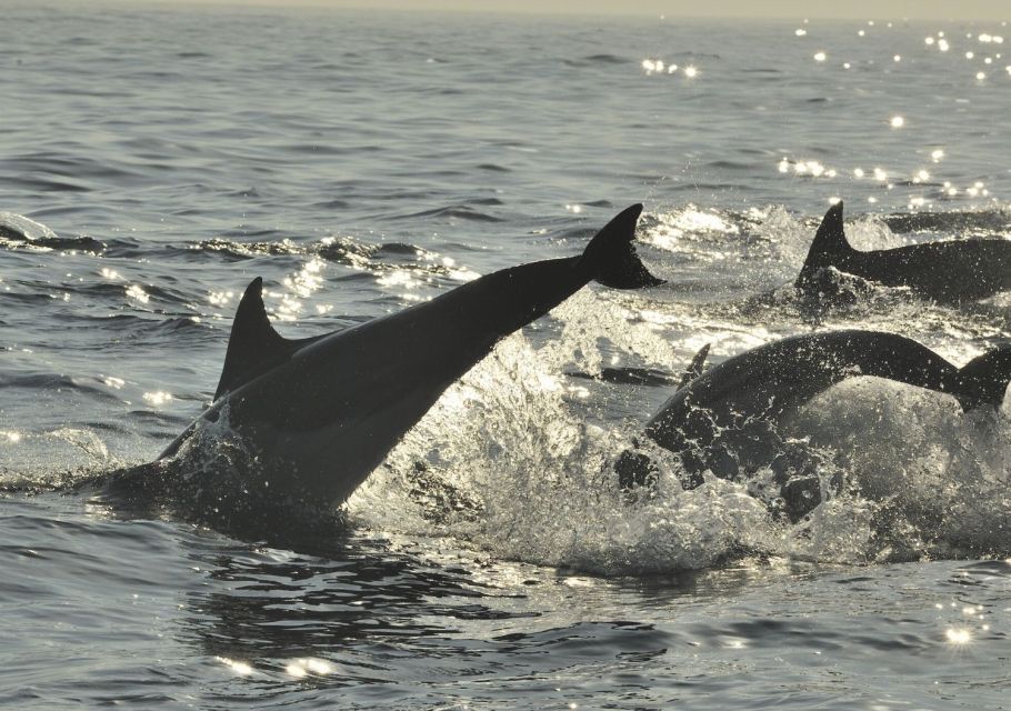 Hilton Head Island: Sunset Dolphin Cruise - Booking and Cancellation Policy