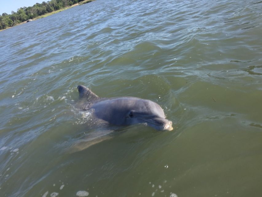 Hilton Head Island: Sunset Dolphin Watching Tour - Booking and Reservation